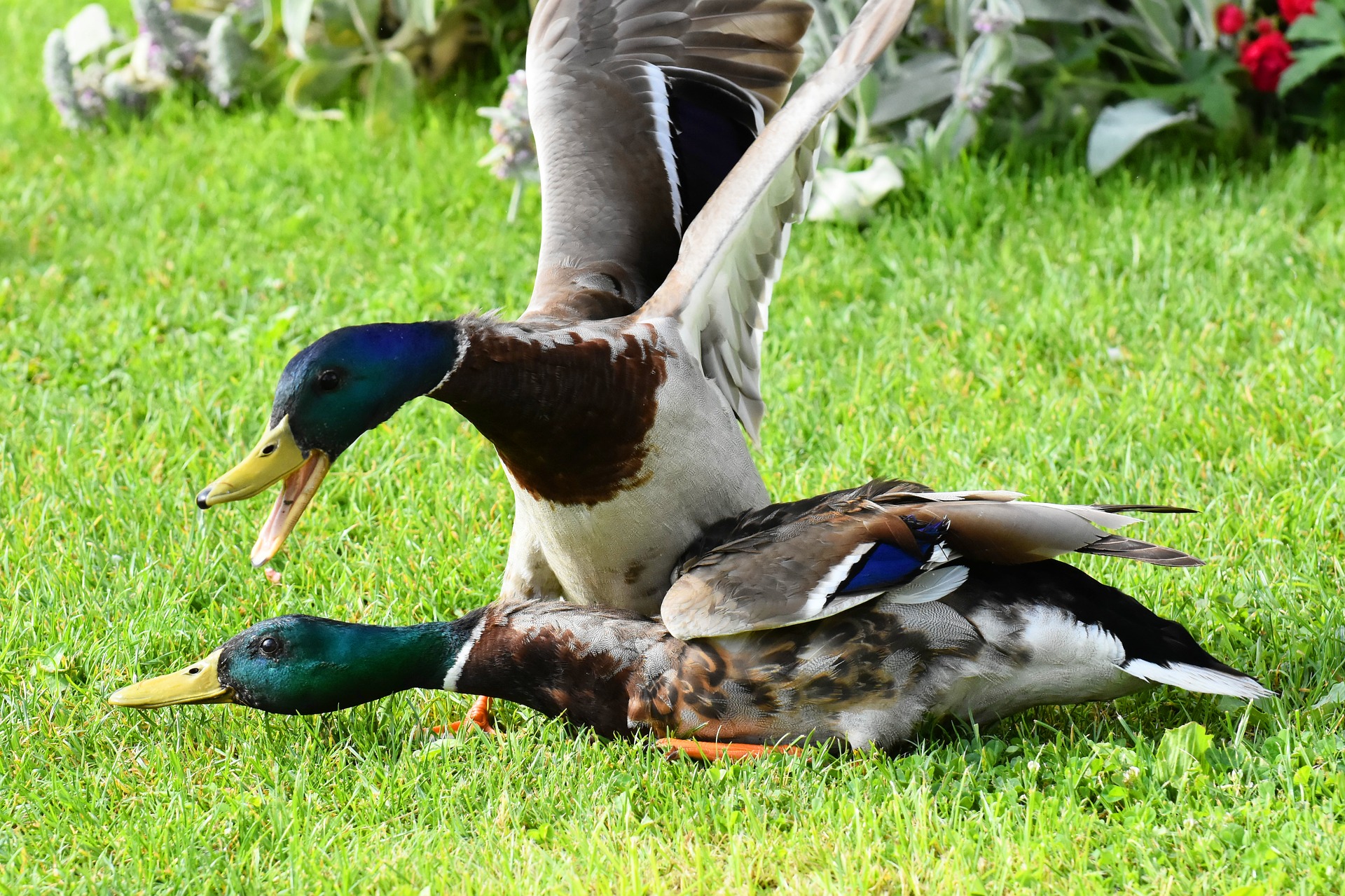 ducks-3826244_1920